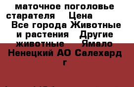 маточное поголовье старателя  › Цена ­ 2 300 - Все города Животные и растения » Другие животные   . Ямало-Ненецкий АО,Салехард г.